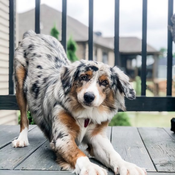 🌟Meet your Posh Ambassador, Carie - Picture 8 of 8